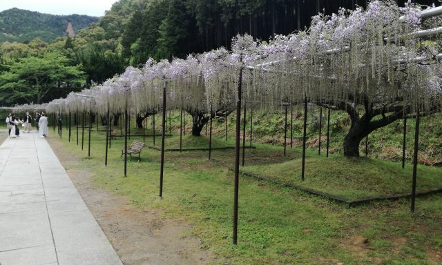 藤の花