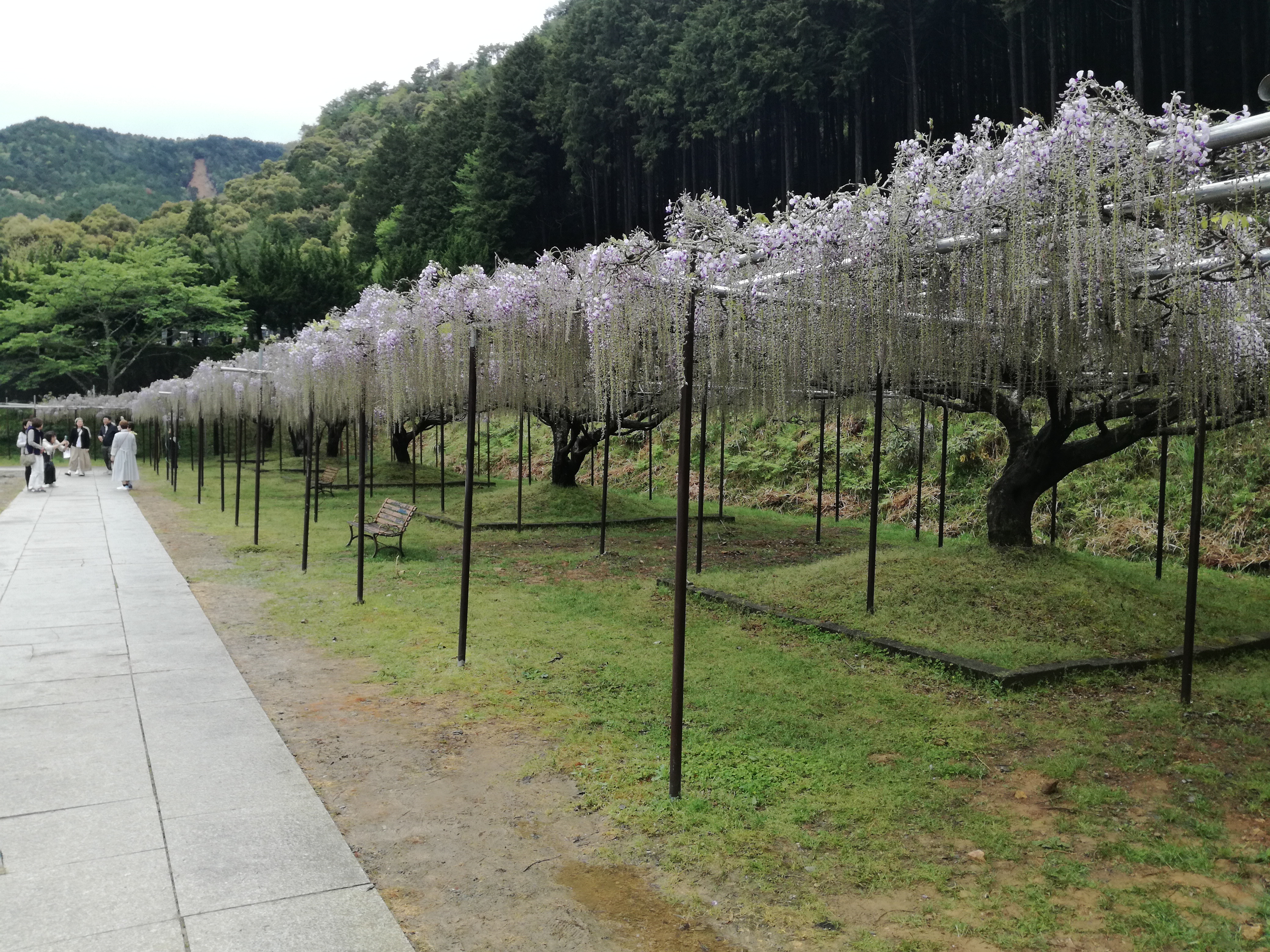 藤の花